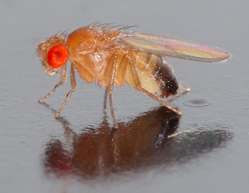 vaxtaflugan Drosophila melanogaster