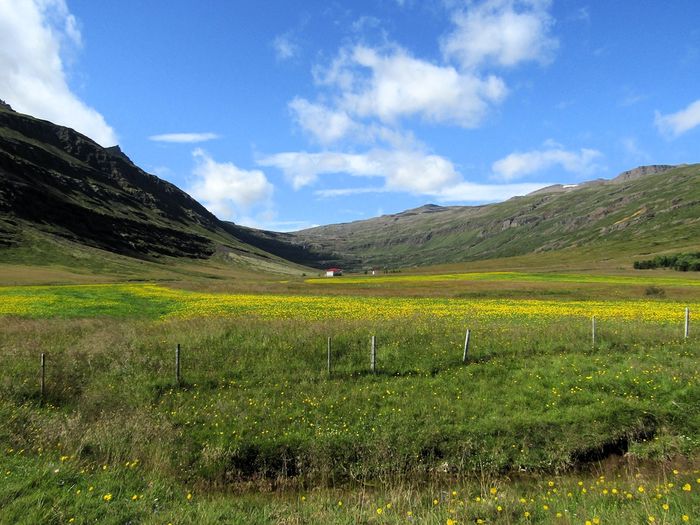 Friheimur