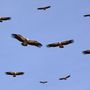 20090226 vultures 560x375
