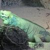 Iguana