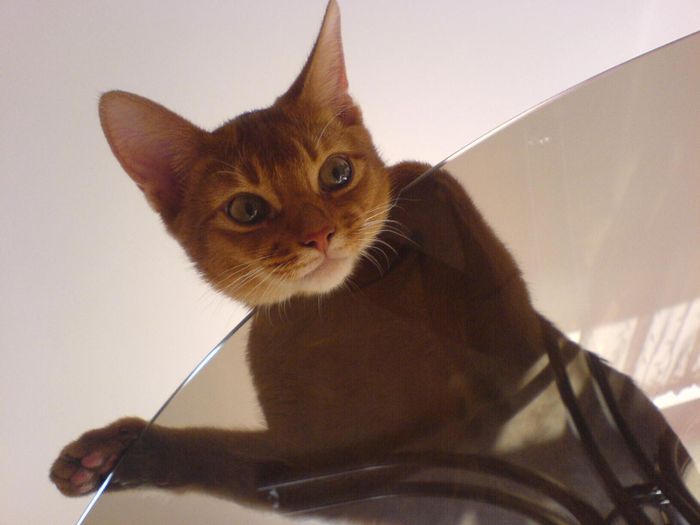 Beautyful Couga on table