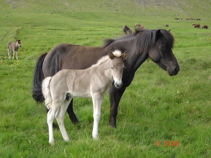  bnum Eyri  Svnadal