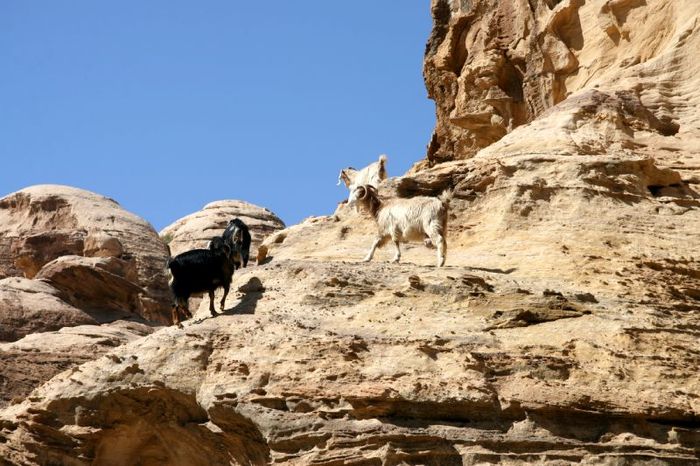 petra img 0252.jpg
