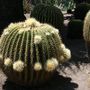 The attack of the mega kaktus
