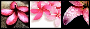 flowers7vg1 782178.png