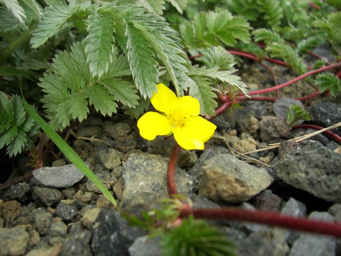 Tgamura (Potentilla anserina)