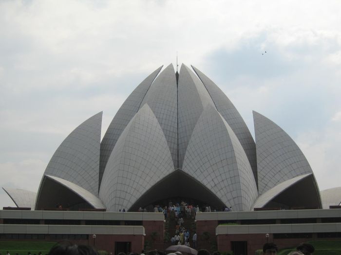 Lotus musteri