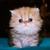 Fluppe (familie kat)