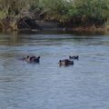 Kavango river 6