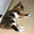 Kattarskarnið á heimilinu