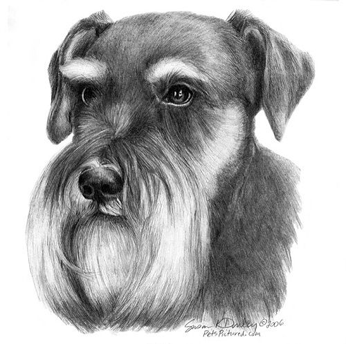 schnauzer v2 cp