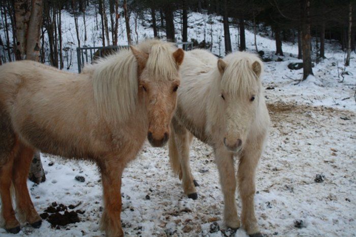 Fannar(dark palomino stallion) and Framt(light palomino mare) fr Skeggsstum