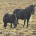 Irpa and foal 2007