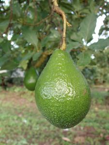 Lárpera (e. Avocado)