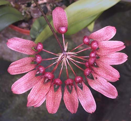 Bulbophyllum longiflorum DSCN1530xw