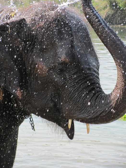 Chitwan National Park 057