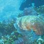 Cuttlefish