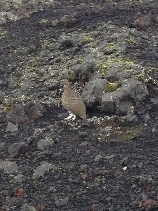 Ptarmigan awaiting for us at the bottom