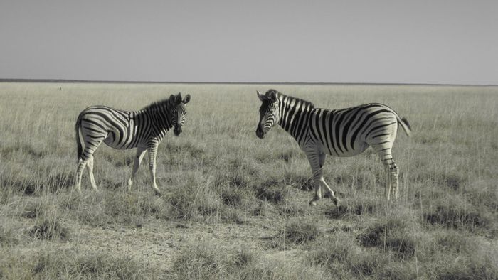 Etosha 4