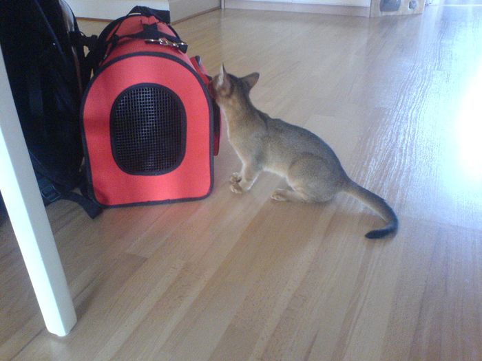 Ludmilla smelling food!!