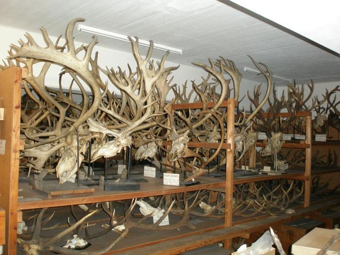 Zoologiske museum