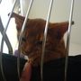 Playing cougar