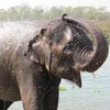 Chitwan National Park 044