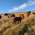 28 sept 2019. Hnota and foal, Móeiður and  more.