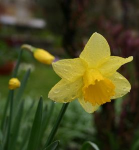Páskalilja (Daffodil)