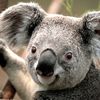 ...koala