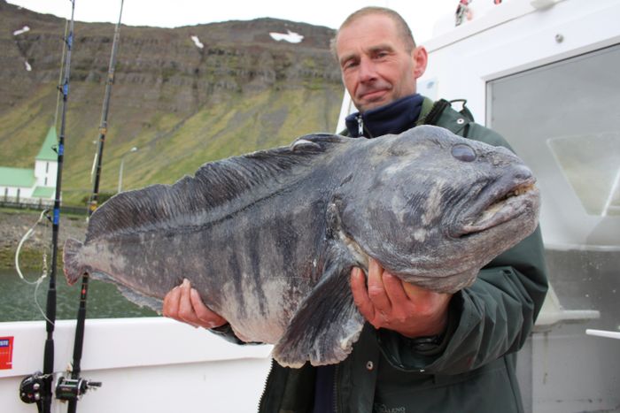 11 kg Catfish in Sudureyri June 2008 II