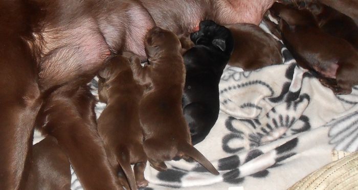 Coco pups7 15 mars