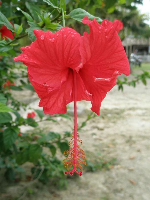 Hibiscus