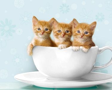 cute-cats-wallpaper-002.jpg