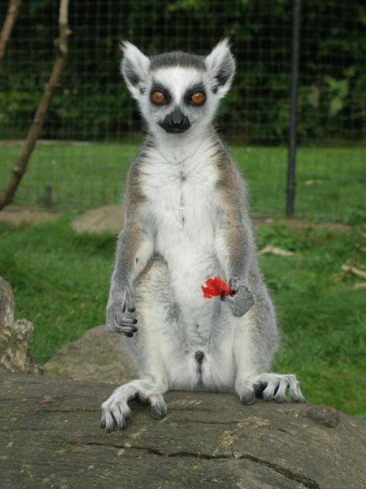 Lemur