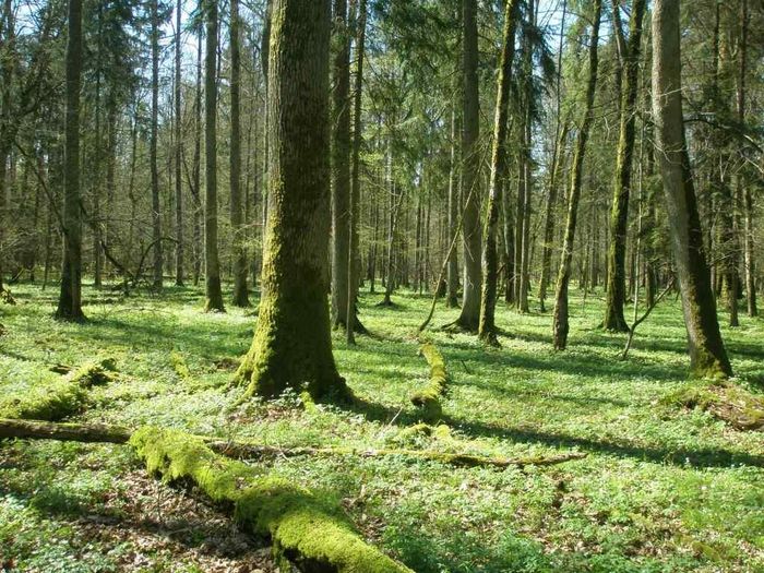 Bialowieza National park