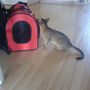 Ludmilla smelling food!!