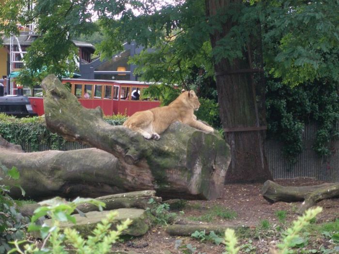 Zoologiske garden