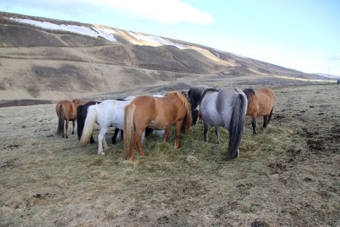 17 ma 2020 pregnant mares