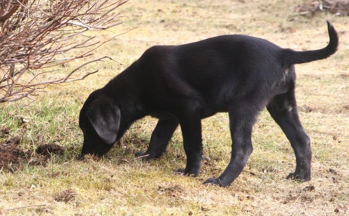 Coco pups2 23.april