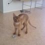 Cougar