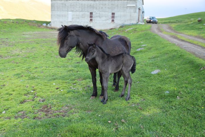 Irpa, the mother