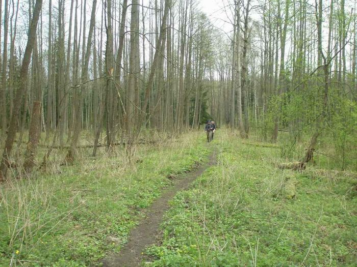 Bialowieza National park