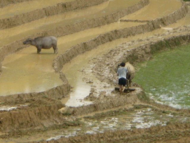 Jardraekt i Vietnam