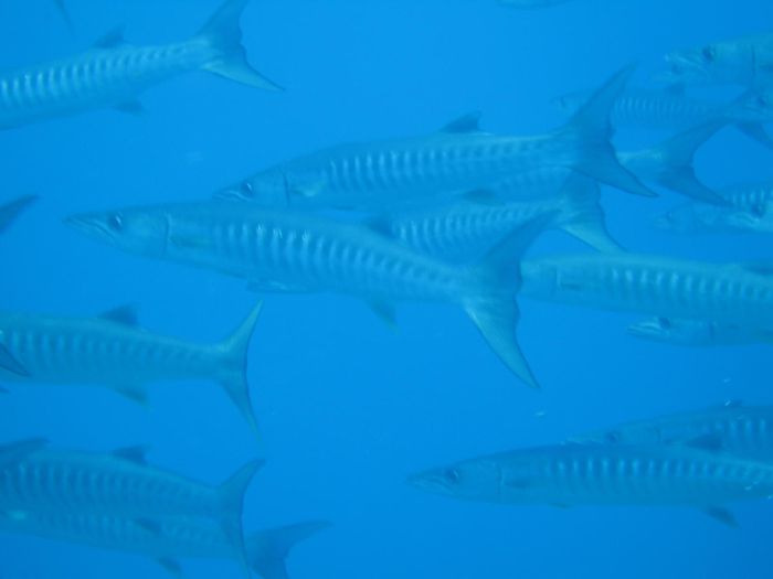 Barracuda