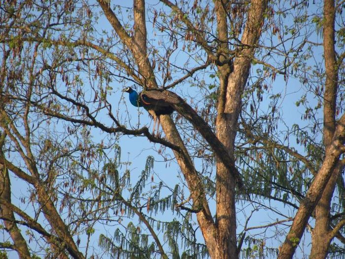 Kathmandu and Chitwan 211