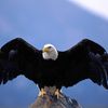 Bald Eagle-Wingspan-1024x768