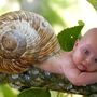 938-snail-baby