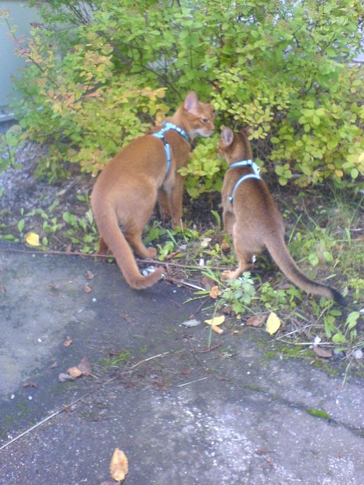 The two lovebirds..hehe