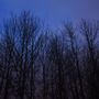 Trees in theTwilight
